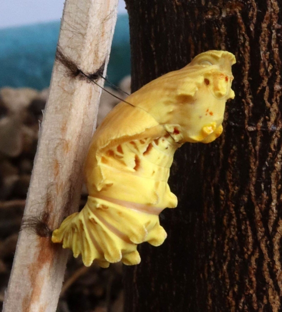 「お菊虫」と呼ばれるジャコウアゲハのサナギ＝伊丹市昆虫館