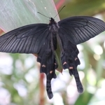 花の蜜を吸うジャコウアゲハ＝伊丹市昆陽池３、伊丹市昆虫館
