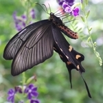 花の蜜を吸うジャコウアゲハ＝伊丹市昆陽池３、伊丹市昆虫館