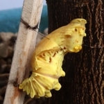 「お菊虫」と呼ばれるジャコウアゲハのサナギ＝伊丹市昆虫館
