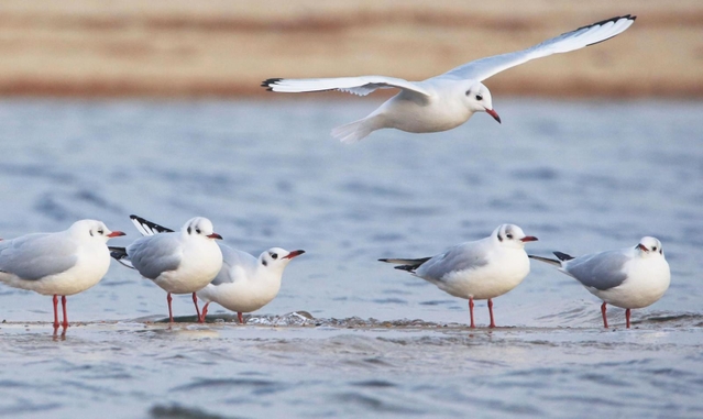 波打ちぎわなどで羽を休めるユリカモメ＝西宮市大浜町、夙川河口