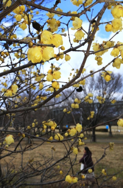 甘い香りを漂わせて咲くロウバイ＝芦屋市総合公園