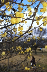 甘い香りを漂わせて咲くロウバイ＝芦屋市総合公園