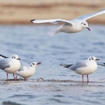波打ちぎわなどで羽を休めるユリカモメ＝西宮市大浜町、夙川河口