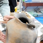 朝鮮半島で作られた陶質土器。現在の韓国南西部で焼成されたとみられる。くぼみやゆがみ、縄目の模様がある＝西宮市津門大塚町、津門大塚町遺跡