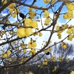 甘い香りを漂わせて咲くロウバイ＝芦屋市総合公園