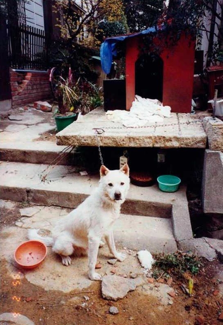 阪神・淡路大震災の被災半月後、倒壊した住宅前につながれたままの犬。当時は至る所でこうした光景が見られた（提供）