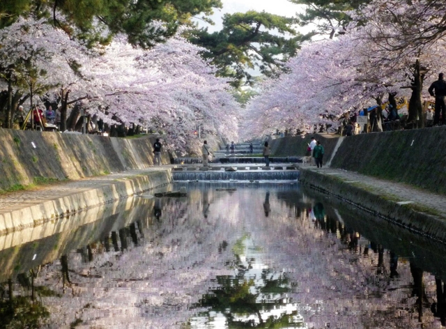 川面を彩るソメイヨシノ＝西宮市内の夙川