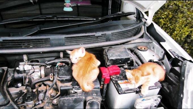 エンジンルームに入り込むネコ。子ネコは深い場所にいることも（日産自動車提供）