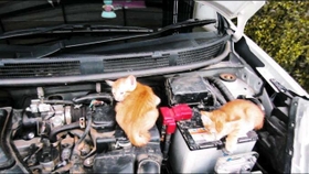 エンジンルームに入り込むネコ。子ネコは深い場所にいることも（日産自動車提供）