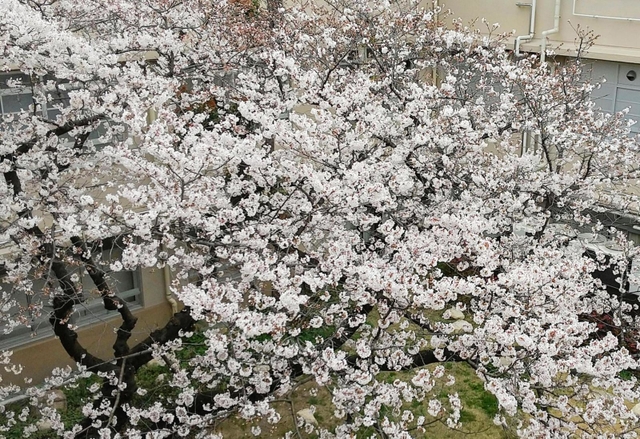 尼崎市立歴史博物館の中庭には大きな桜の木があり、上から見下ろす、少し変わったお花見もできるという（２０２２年４月撮影）
