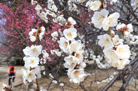 愛らしく咲く梅の花＝８日午前、尼崎市田能５