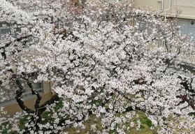 尼崎市立歴史博物館の中庭には大きな桜の木があり、上から見下ろす、少し変わったお花見もできるという（２０２２年４月撮影）