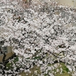 尼崎市立歴史博物館の中庭には大きな桜の木があり、上から見下ろす、少し変わったお花見もできるという（２０２２年４月撮影）