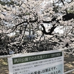 大人数の宴会禁止が呼びかけられている夙川公園＝西宮市羽衣町（撮影・中川　恵）