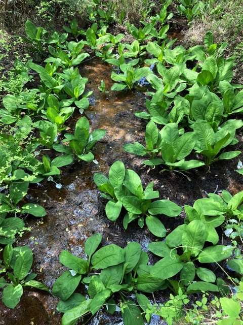 湿地いっぱいに植わっていたミズバショウ＝２０２２年４月１９日（仲誠一さん提供）