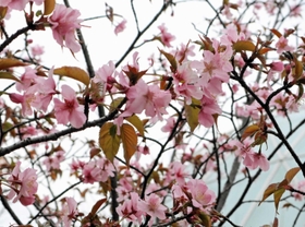 「宇宙桜」として親しまれているエゾヤマザクラ。１０年連続で開花した＝伊丹市桑津３