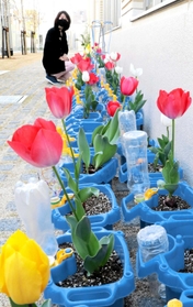 富山市の団体から贈られ、花を咲かせたチューリップ＝安井小学校