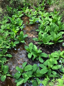 湿地いっぱいに植わっていたミズバショウ＝２０２２年４月１９日（仲誠一さん提供）