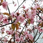 「宇宙桜」として親しまれているエゾヤマザクラ。１０年連続で開花した＝伊丹市桑津３