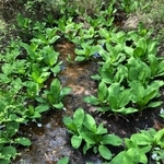 湿地いっぱいに植わっていたミズバショウ＝２０２２年４月１９日（仲誠一さん提供）