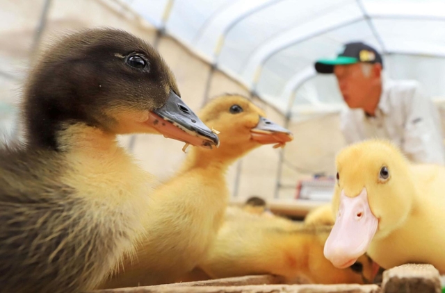 ６月の田んぼデビューへ向け、食欲旺盛なアイガモのひな＝猪名川町下阿古谷（撮影・吉田敦史）