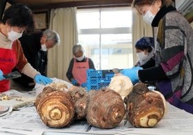 大きな親芋を加工していく地元住民ら＝尼崎市猪名寺１