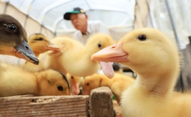 ６月の田んぼデビューへ向け、食欲旺盛なアイガモのひな＝猪名川町下阿古谷（撮影・吉田敦史）