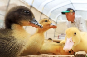 ６月の田んぼデビューへ向け、食欲旺盛なアイガモのひな＝猪名川町下阿古谷（撮影・吉田敦史）