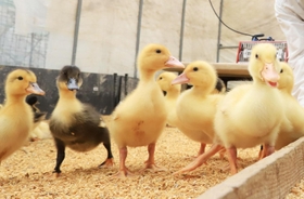 田んぼデビューへ、すくすく成長するアイガモのひな＝猪名川町下阿古谷（撮影・吉田敦史）