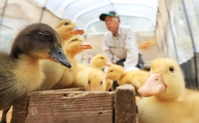 ６月の田んぼデビューへ向け、食欲旺盛なアイガモのひな＝猪名川町下阿古谷（撮影・吉田敦史）