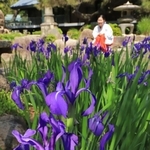 上品な紫色で水辺を彩るカキツバタ＝西宮市社家町