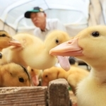 ６月の田んぼデビューへ向け、食欲旺盛なアイガモのひな＝猪名川町下阿古谷（撮影・吉田敦史）