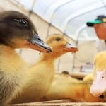 ６月の田んぼデビューへ向け、食欲旺盛なアイガモのひな＝猪名川町下阿古谷（撮影・吉田敦史）
