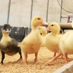 田んぼデビューへ、すくすく成長するアイガモのひな＝猪名川町下阿古谷（撮影・吉田敦史）