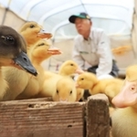 ６月の田んぼデビューへ向け、食欲旺盛なアイガモのひな＝猪名川町下阿古谷（撮影・吉田敦史）