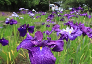 雨にぬれしっとりと咲くハナショウブ＝尼崎市田能５
