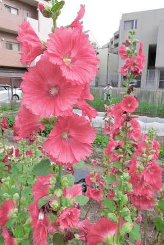 華やかに咲くタチアオイ＝西宮市樋之池町