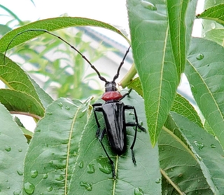 桜を枯死させるクビアカツヤカミキリ（県提供）