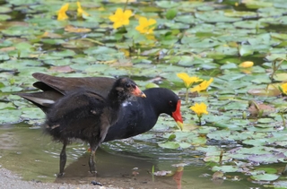 アサザの咲く池でえさを探すバンの親子＝西宮市内