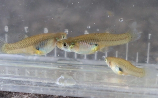 他種の稚魚などを食べてしまうカダヤシ