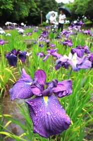 雨にぬれしっとりと咲くハナショウブ＝尼崎市田能５