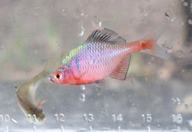 バラ色」の希少淡水魚「ニッポンバラタナゴ」根絶やしの危機 雑食性の