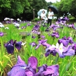 雨にぬれしっとりと咲くハナショウブ＝尼崎市田能５
