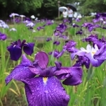 雨にぬれしっとりと咲くハナショウブ＝尼崎市田能５
