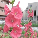 華やかに咲くタチアオイ＝西宮市樋之池町
