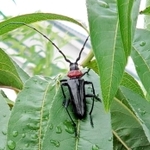 桜を枯死させるクビアカツヤカミキリ（県提供）