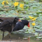アサザの咲く池でえさを探すバンの親子＝西宮市内