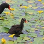 アサザの咲く池でえさを探すバンの親子＝西宮市内