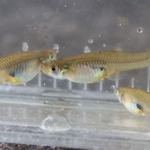 他種の稚魚などを食べてしまうカダヤシ